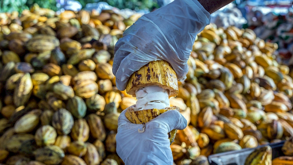 Der Preis für Kakao hat sich alleine 2024 schon verdoppelt. Die Bauern erhalten aber kaum mehr für ihre Ernte. (Bild Narong Khueankaew/Shutterstock)