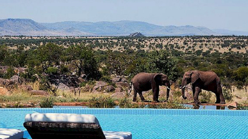 Pool plus Aussicht auf die Wildtiere. Das bietet die Four Seasons Lodge Serengeti in Tansania. (Bild pd)