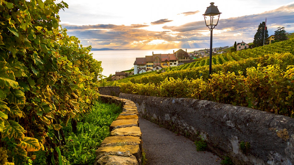 Das Lavaux gehört zu den schönsten Weinbaugebieten der Schweiz. Die neue Kampagne umfasst spezielle Unterkünfte für Weinliebhaber. (Bild Michal Ludwiczak/Shutterstock)