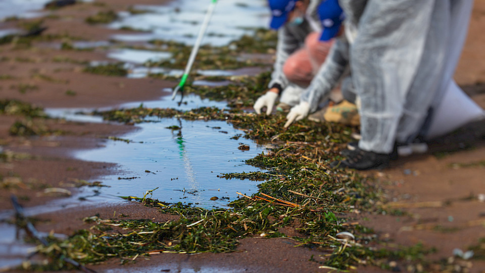 Der Schutz der Ozeane ist unterfinanziert. (Bild Tsuguliev/Shutterstock)