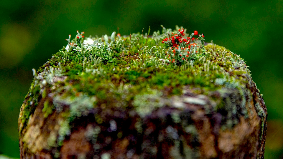 Laut der Sustainable-Investments-Studie der Hochschule Luzern ist das Thema «Biodiversität» die nächste Herausforderung. (Bild Photography by SC/Shutterstock)