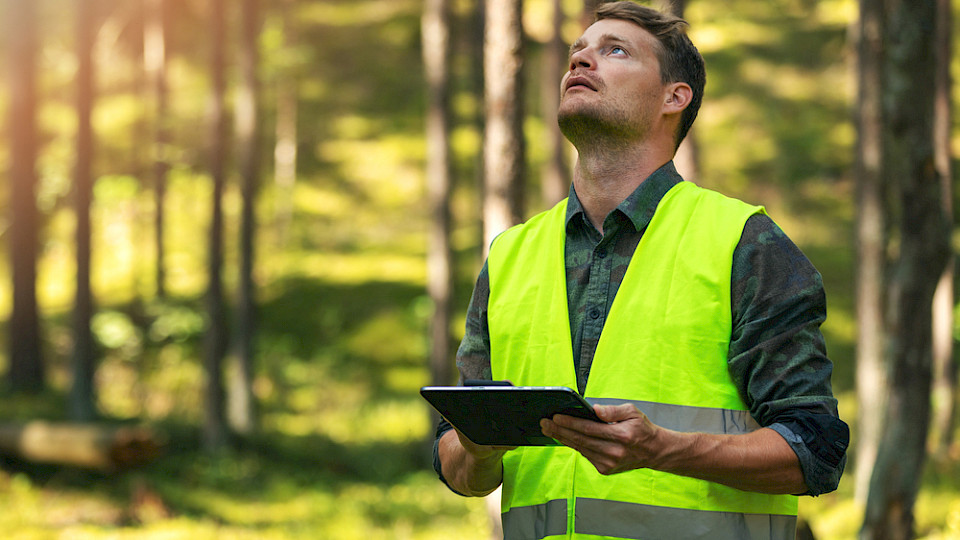 Der Fonds investiert ausschliesslich in Wälder, die vom Forest Stewardship Council zertifiziert sind oder für eine Zertifizierung infrage kommen. (Bild ronstik/Shutterstock)