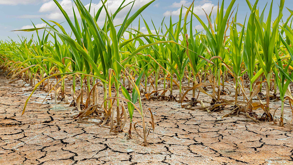 Mehr als die Hälfte der Wirtschaftsleistung ist in hohem Masse von der Biodiversität abhängig – direkt oder indirekt.(Bild IStock)