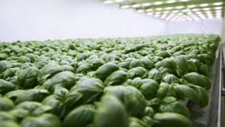 Bis zu 125 Millionen Euro sollen in die Entwicklung und den Bau zukünftiger Indoor-Farming-Anlagen fliessen. (Bild pd)