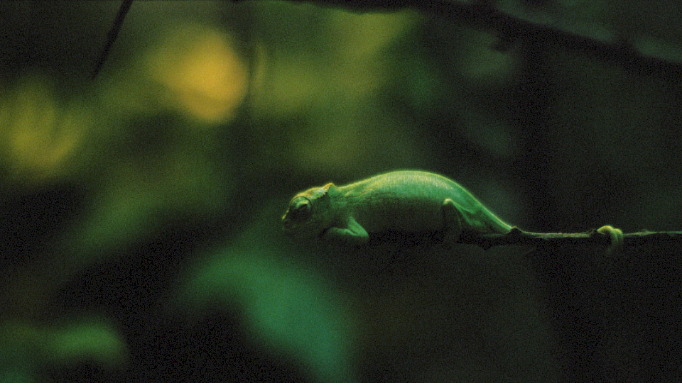 Nicht gerade wie ein Chamäleon, aber Investoren passen sich durchaus neuen Verhältnissen an. (Bild: zvg)